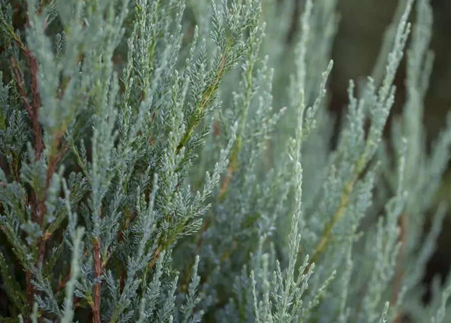 Juniperus virginiana 'Blue Arrow'