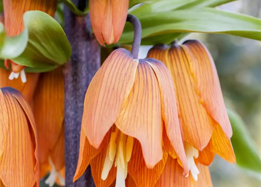 Fritillaria imperialis