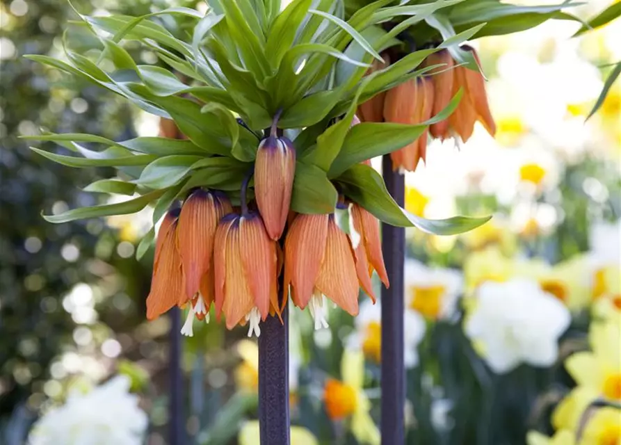 Fritillaria imperialis