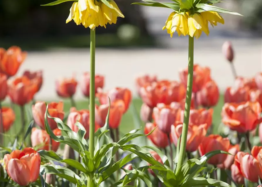 Fritillaria imperialis