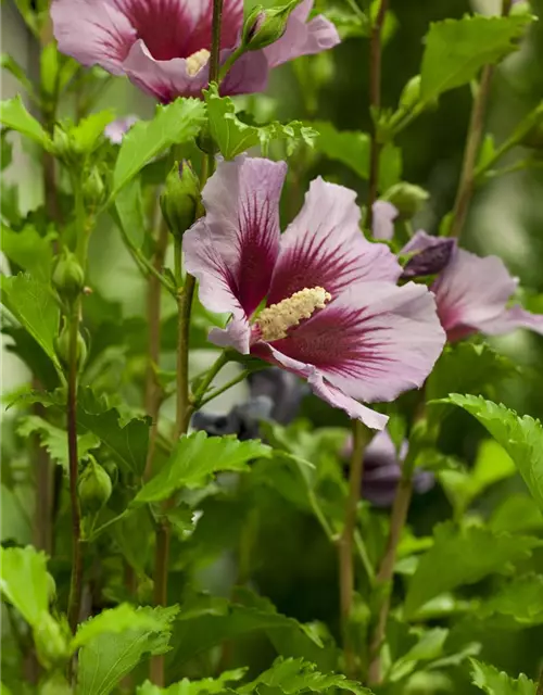 Hibiscus syriacus