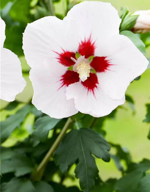 Hibiscus syriacus