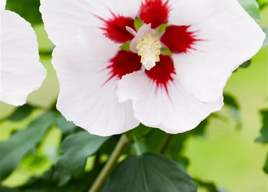 Hibiscus syriacus