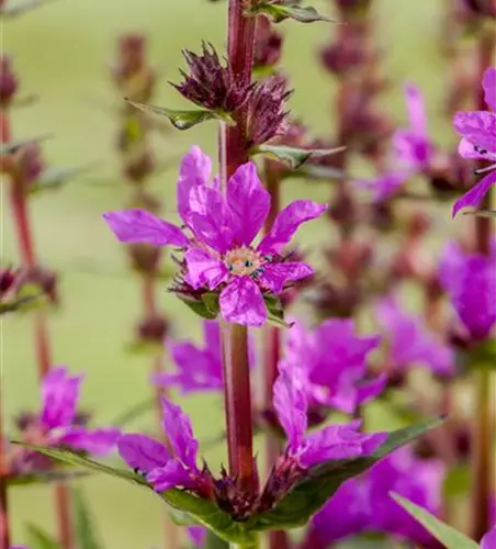 Lythrum salicaria