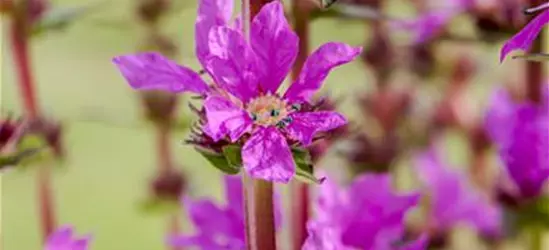 Lythrum salicaria