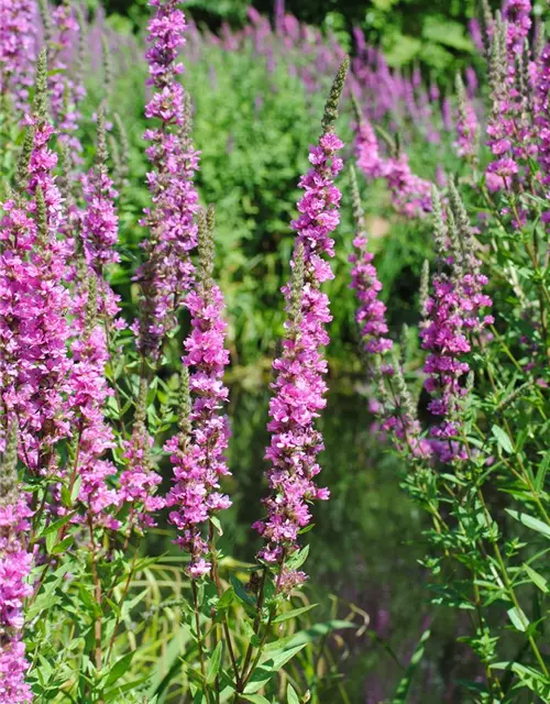 Lythrum salicaria