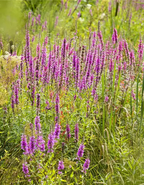 Lythrum salicaria