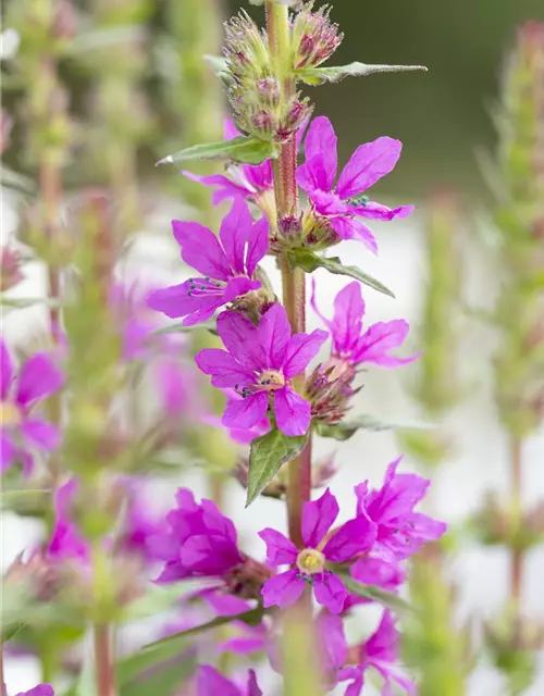 Lythrum salicaria