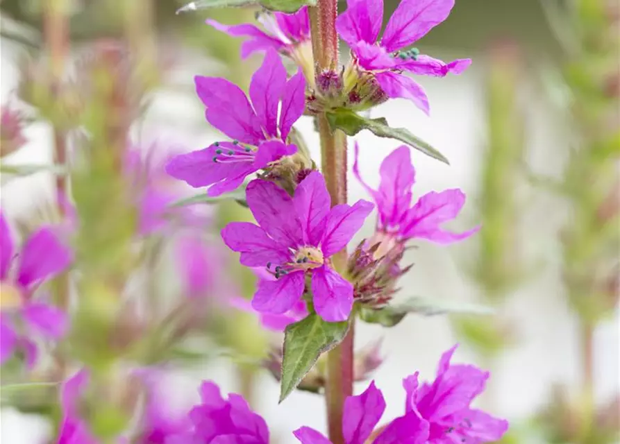 Lythrum salicaria