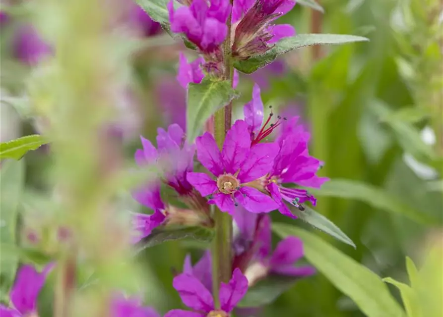 Lythrum salicaria