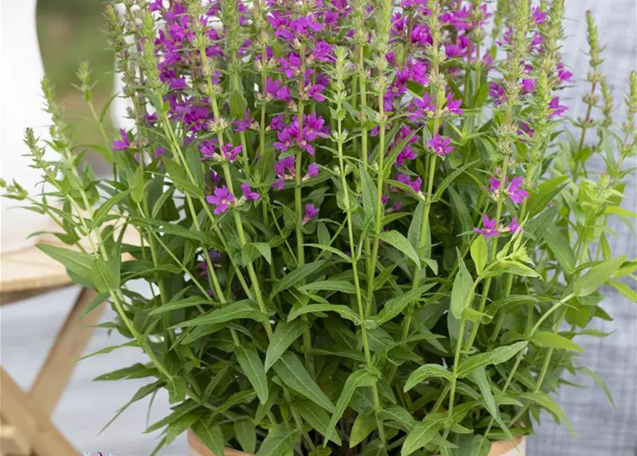 Lythrum salicaria