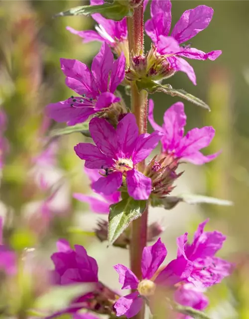 Lythrum salicaria