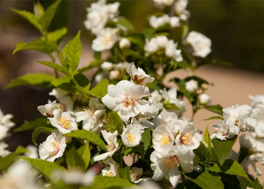 Philadelphus x virginalis