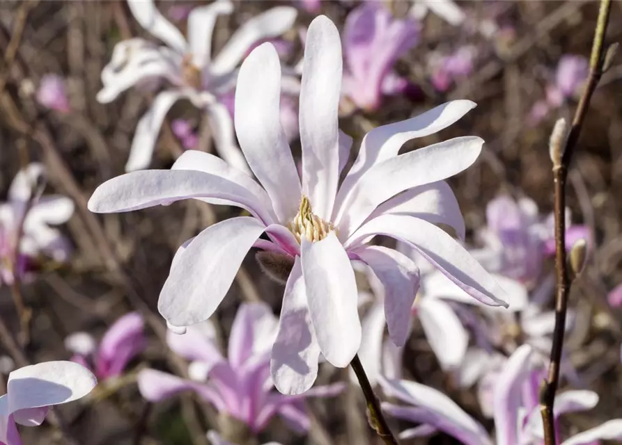 Magnolia liliiflora