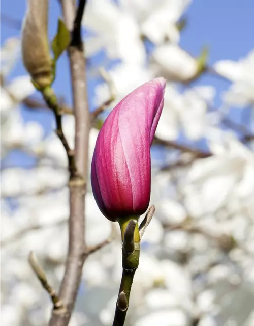 Magnolia liliiflora