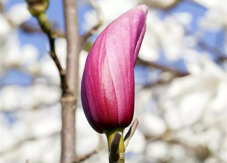 Magnolia liliiflora