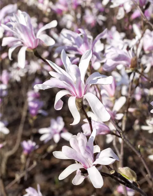 Magnolia liliiflora