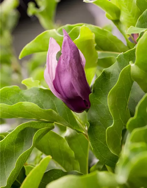 Magnolia liliiflora