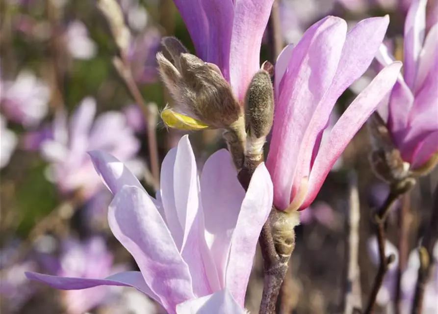 Magnolia liliiflora