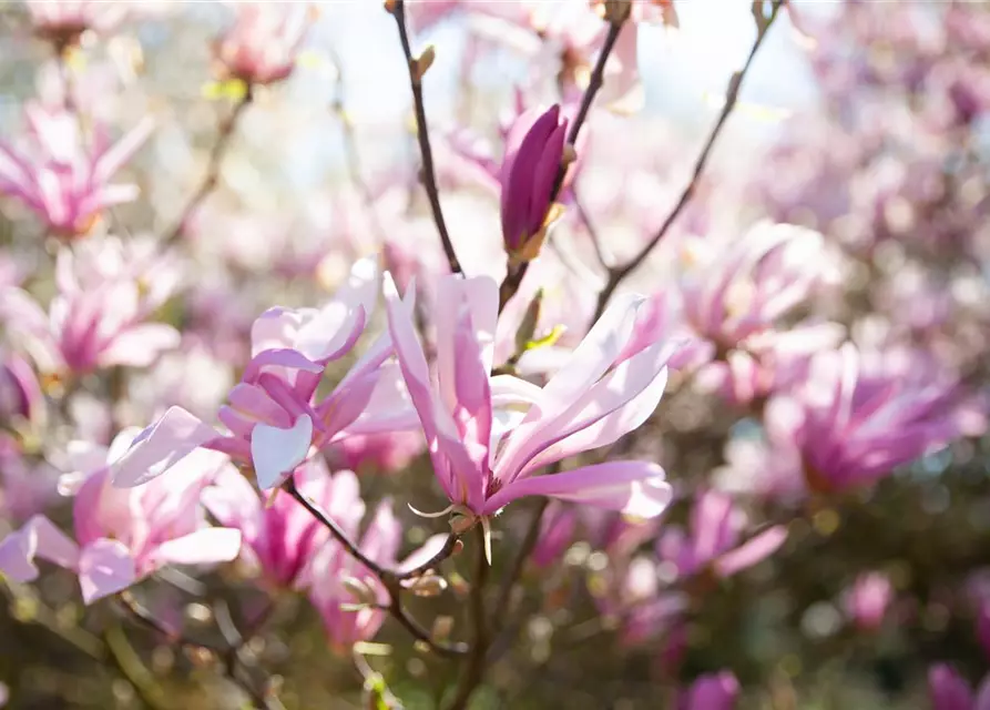 Magnolia liliiflora