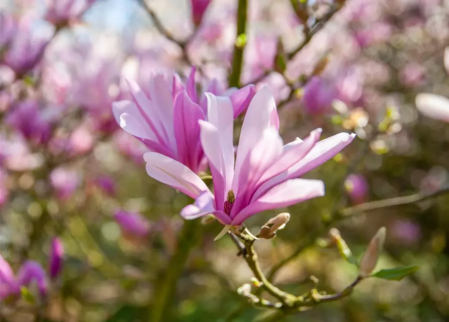 Magnolia liliiflora