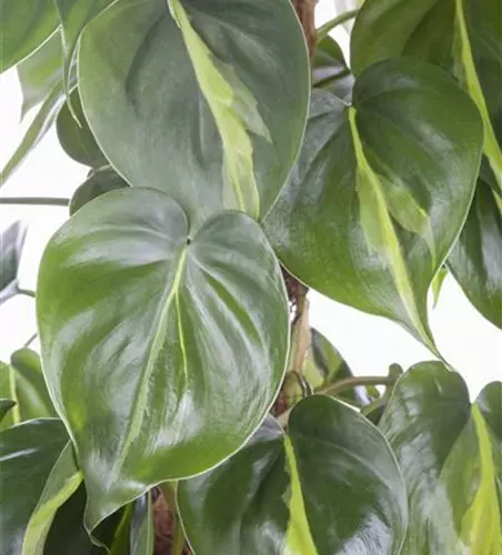 Philodendron scandens