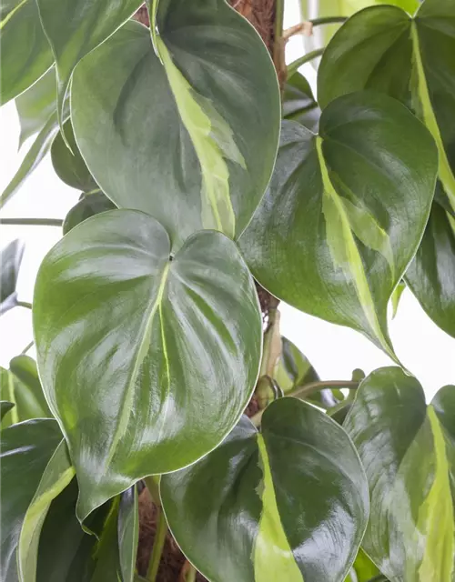 Philodendron scandens