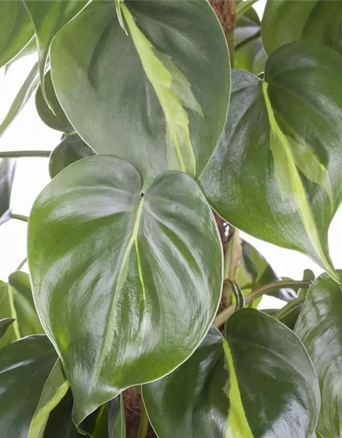 Philodendron scandens