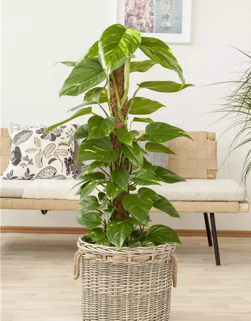 Philodendron scandens