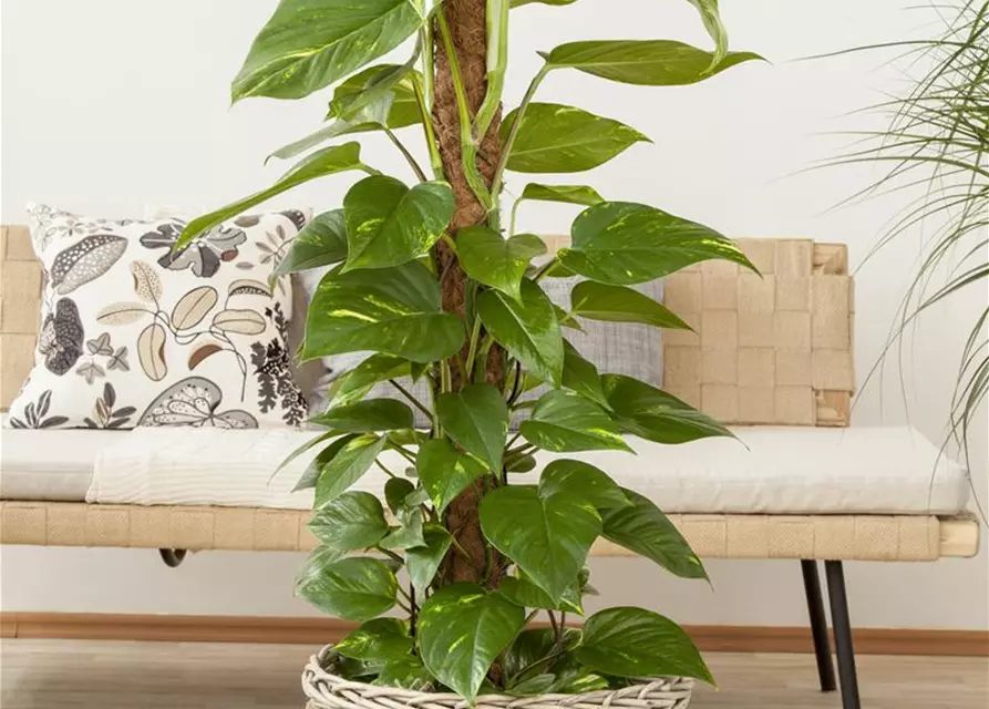 Philodendron scandens