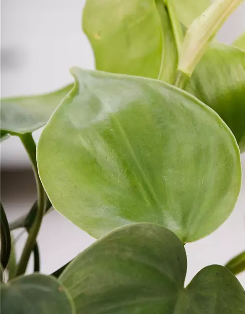 Philodendron scandens