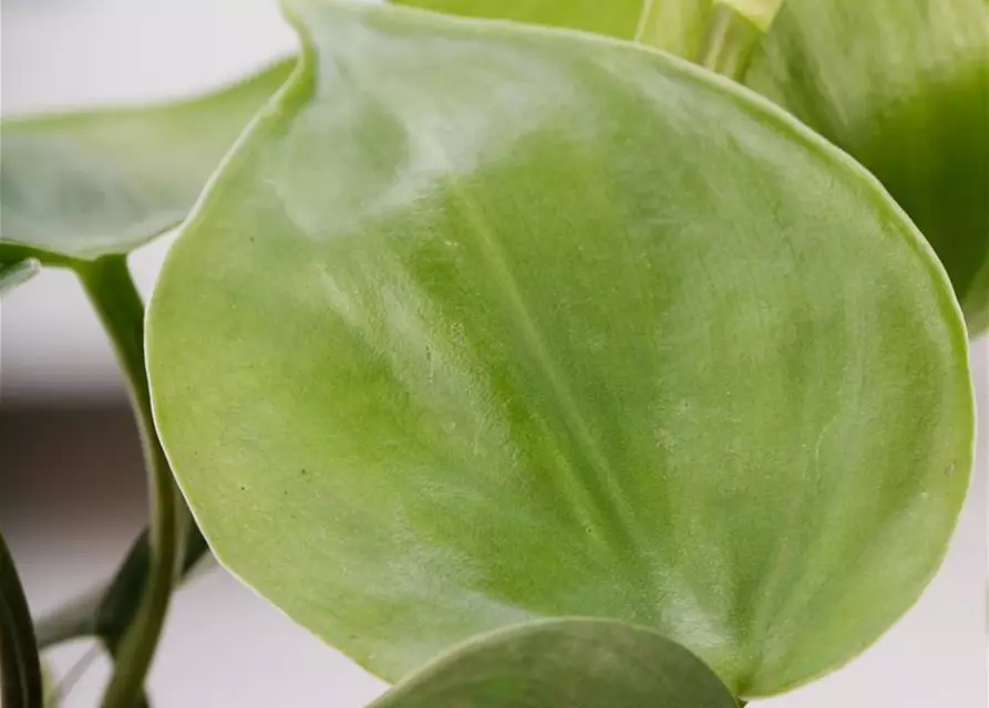 Philodendron scandens