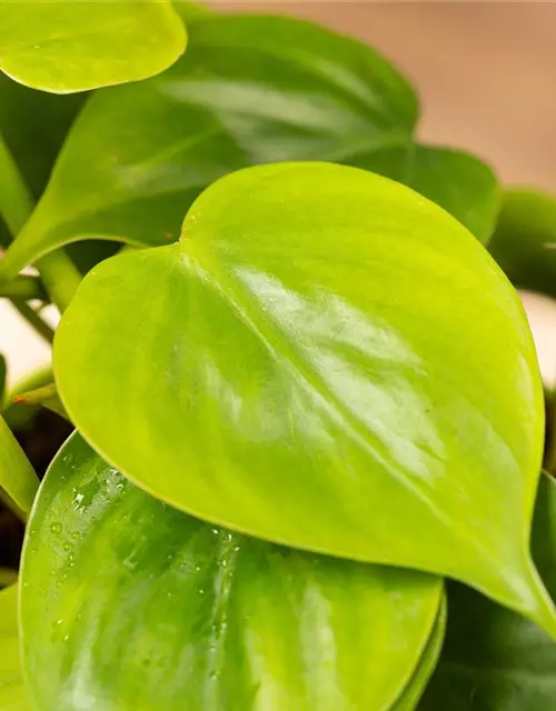 Philodendron scandens