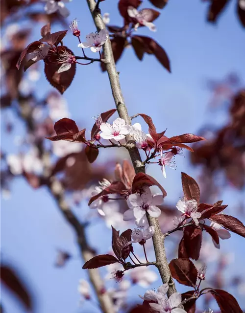 Prunus cerasifera 'Nigra'