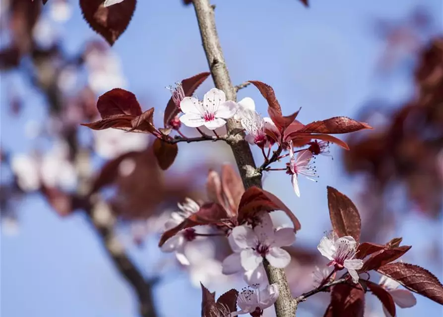 Prunus cerasifera 'Nigra'