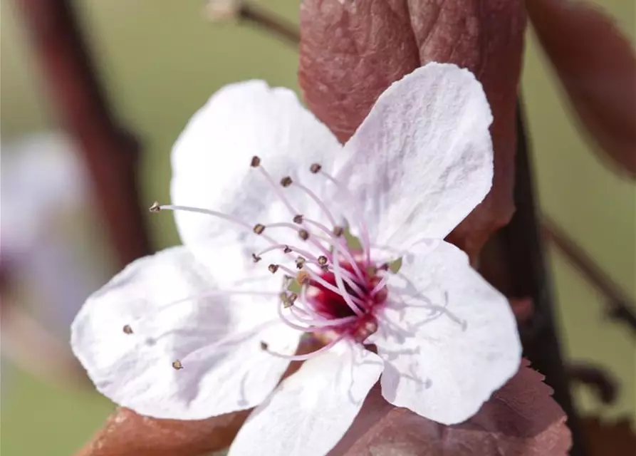 Prunus, Zierkirsche