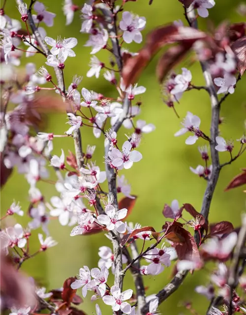 Prunus, Zierkirsche