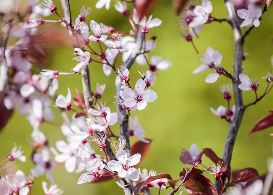 Prunus, Zierkirsche