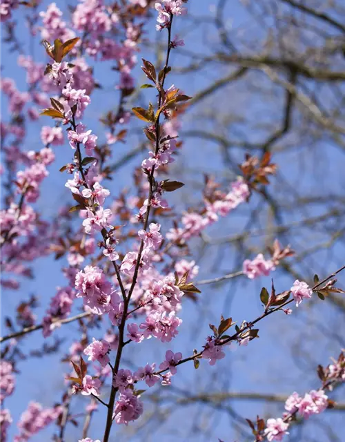 Prunus cerasifera 'Nigra'