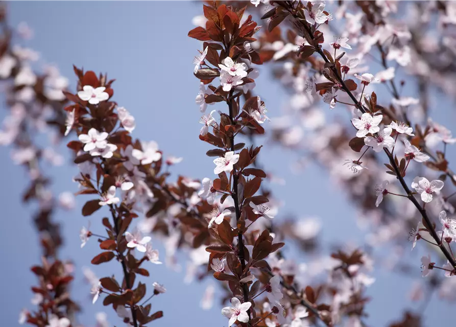 Prunus cerasifera 'Nigra'