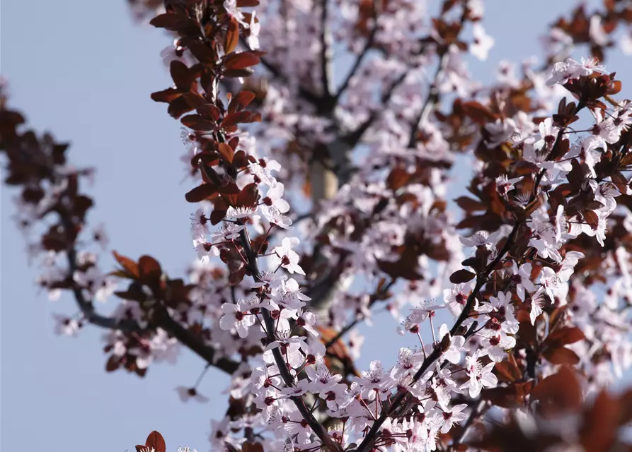 Prunus cerasifera 'Nigra'