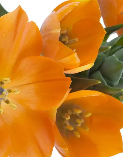 Ornithogalum dubium