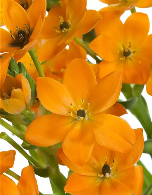 Ornithogalum dubium