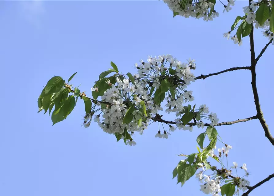 Prunus cerasus