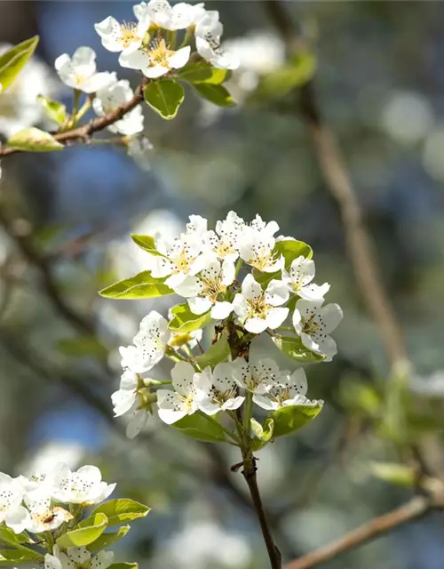 Prunus cerasus