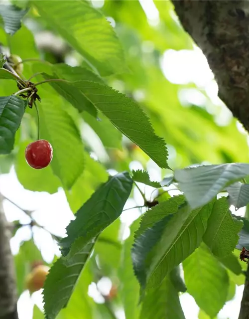 Prunus cerasus