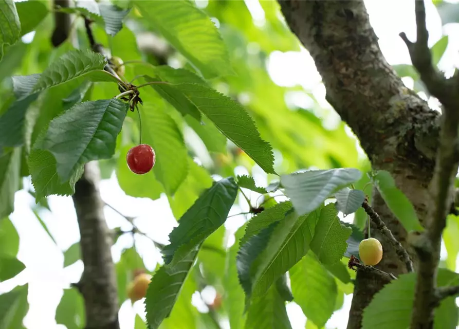 Prunus cerasus