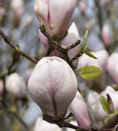 Magnolia x soulangiana