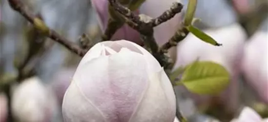 Magnolia x soulangiana