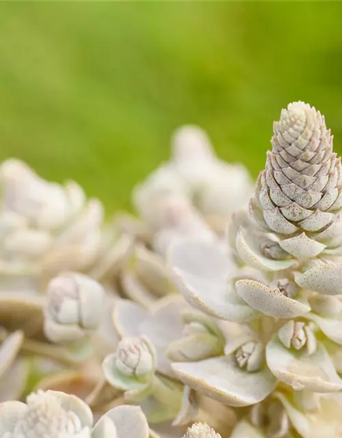 Orostachys iwarenge